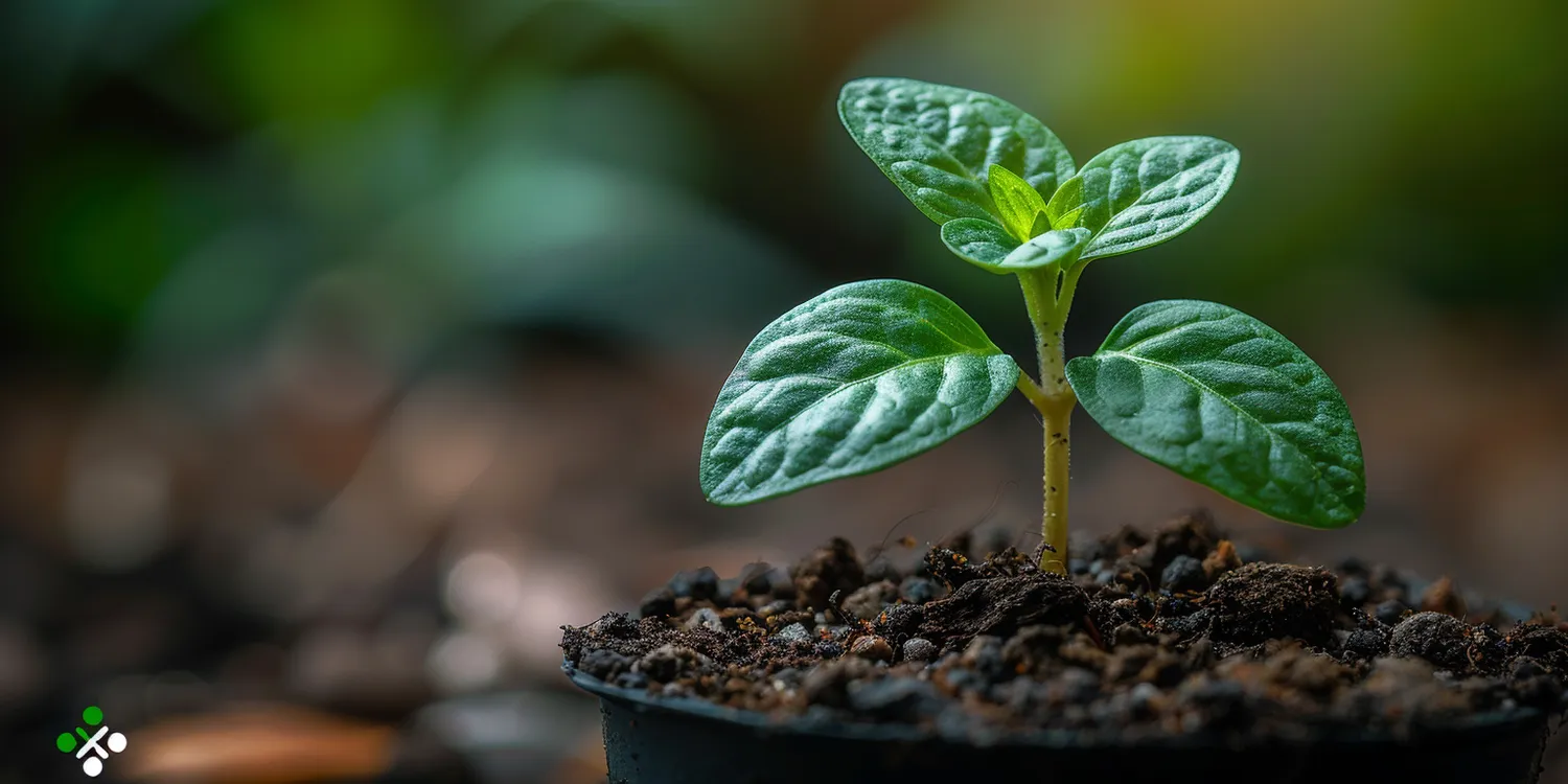 Jak zrobić ogród przed domem?